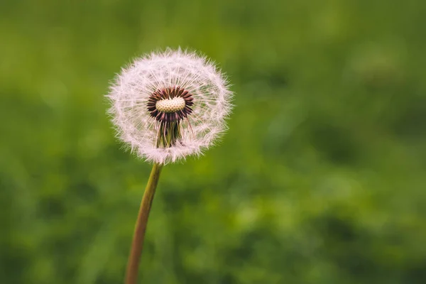 Eine Selektive Fokusaufnahme Eines Löwenzahns — Stockfoto