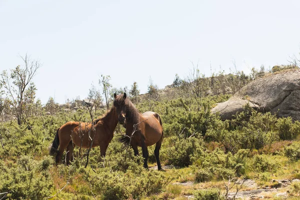 Ein Team Von Wildpferden Weidet Den Bergen — Stockfoto