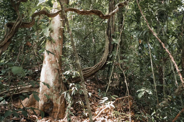 Большой Снимок Высокого Ствола Дерева Лесу — стоковое фото