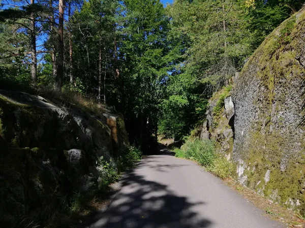 Zbliżenie Ścieżki Leśnej Norwegii — Zdjęcie stockowe