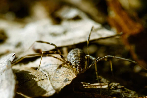 Closeup Spider — Stock Photo, Image