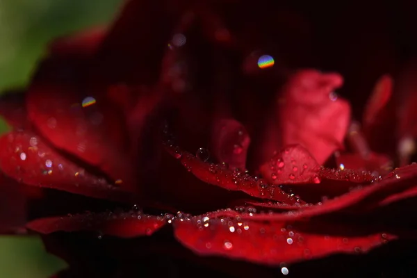 Gros Plan Une Rose Rouge Aux Pétales Mouillés — Photo