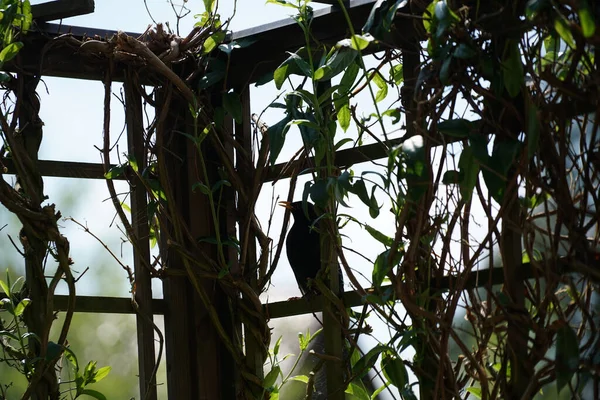 Closeup Shot Small Branches Growing Gate — Stock Photo, Image