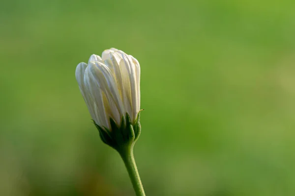 Detailní Záběr Ohromující Heřmánkový Květinový Pupen — Stock fotografie