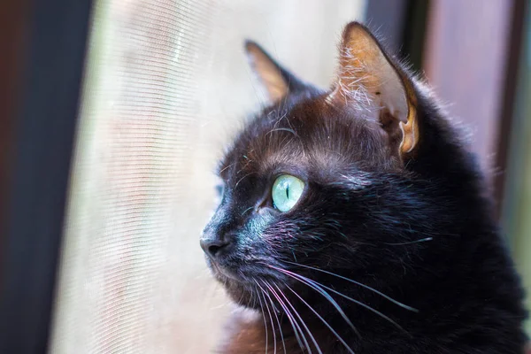 Detailní Záběr Hlavu Roztomilé Černé Kočky Zelenýma Očima — Stock fotografie