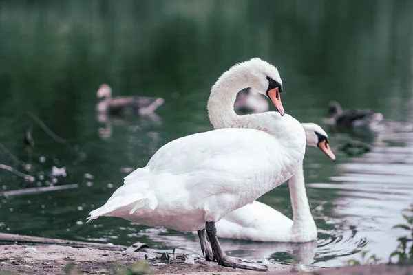 Primer Plano Lindo Cisne Pie Sobre Cuerpo Del Lago Una — Foto de Stock