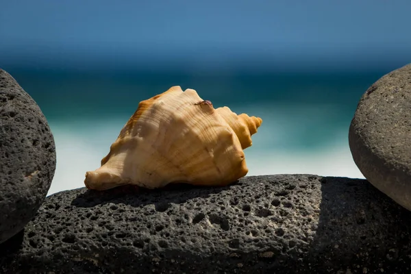 Closeup Shot Seashell Stone — Stock Photo, Image