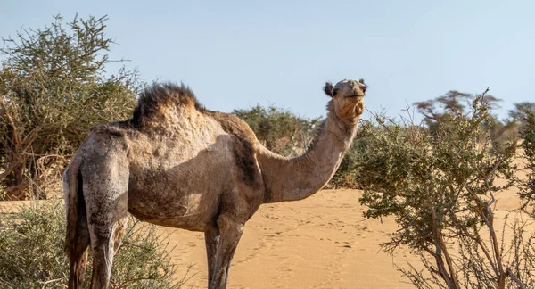 Camelo Deserto Sudão Comendo Folhas Arbusto Acácia Saara África — Fotografia de Stock