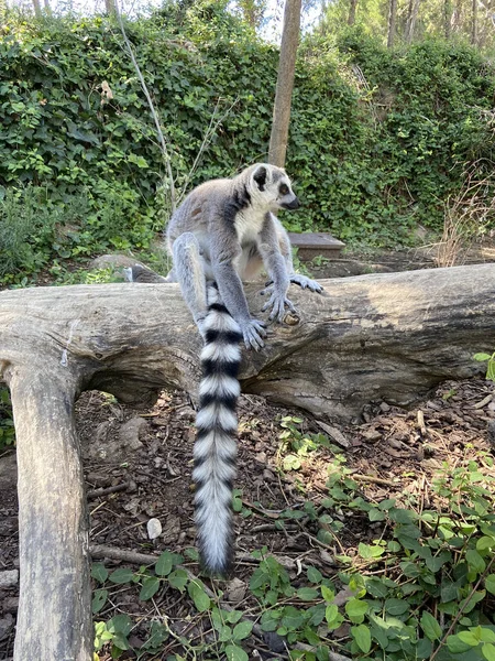 Vertikal Bild Söt Ringsvansad Lemur Som Leker Trädgren Park — Stockfoto