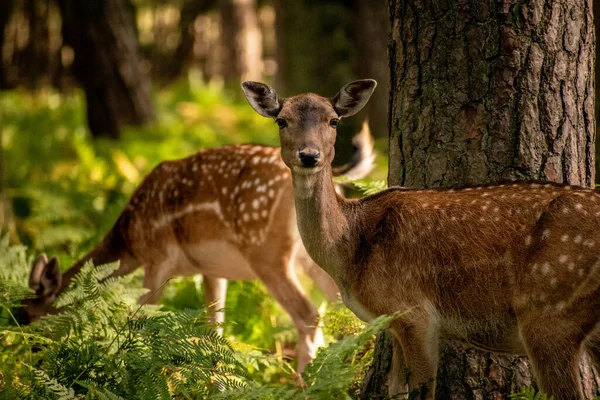 Dois Veados Malhados Uma Floresta — Fotografia de Stock