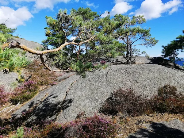 ノルウェーのGjeving村からの岩の形成に木や植物の美しいショット — ストック写真