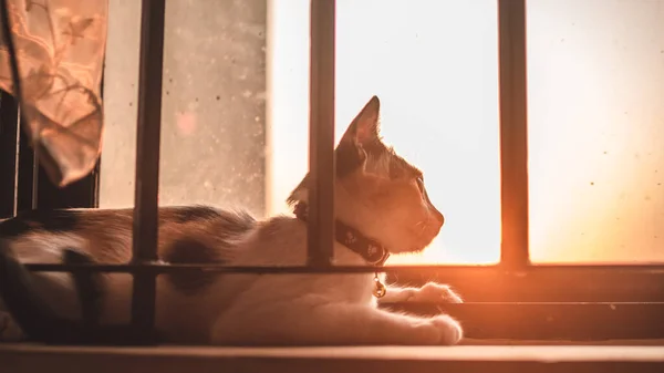 Eine Nahaufnahme Einer Niedlichen Katze Mit Schwarzem Halsband Die Fenster — Stockfoto
