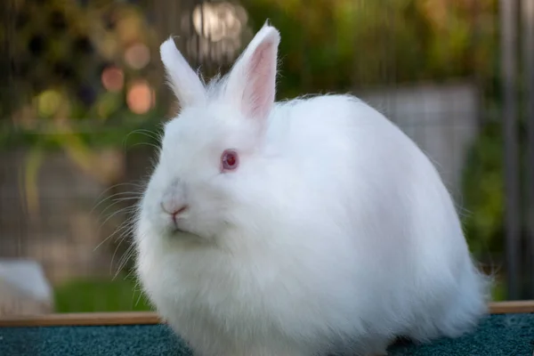 Eine Nahaufnahme Eines Flauschigen Weißen Hasen Mit Leuchtend Roten Augen — Stockfoto