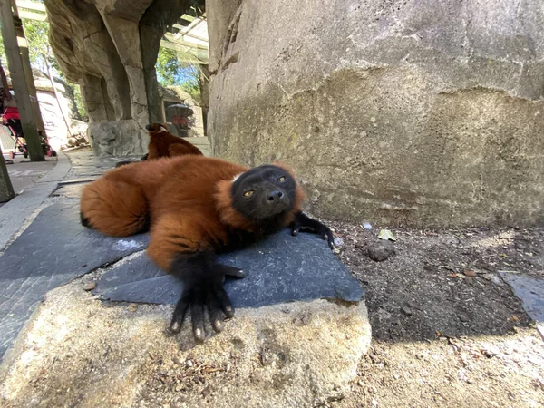 Ein Lustiger Goldener Löwe Tamarin Spielt Tagsüber Einem Zoo — Stockfoto