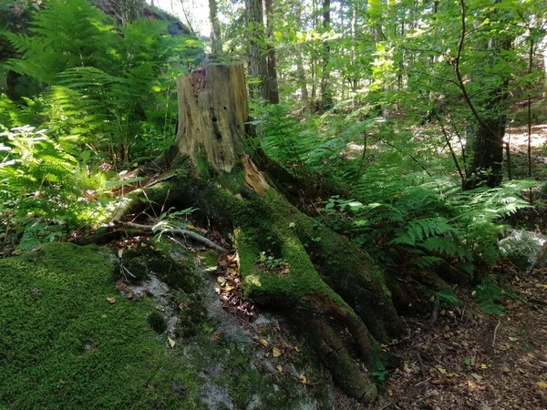 Primer Plano Corteza Árbol Bosque Noruega —  Fotos de Stock