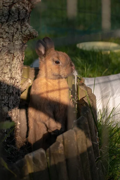 Вертикальный Снимок Милого Коричневого Кролика Тенями Солнечный День — стоковое фото