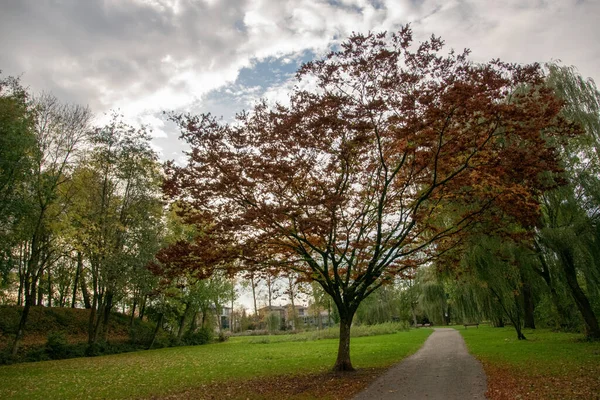 Hermoso Tiro Gran Árbol Con Hojas Color Naranja Brillante —  Fotos de Stock