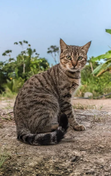 Closeup Shot Adorable Cat Daytime — Stock Photo, Image