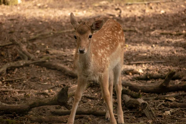 Pequeño Ciervo Manchado Chital Bosque —  Fotos de Stock