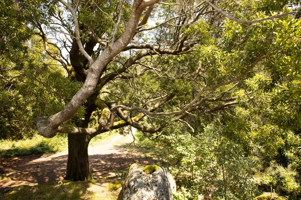 Красивый Снимок Зеленых Деревьев Лесу — стоковое фото