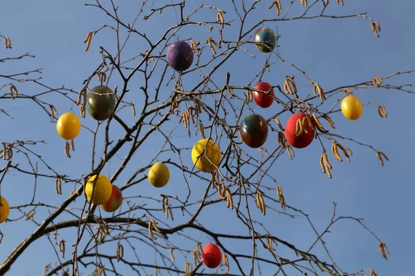 Primer Plano Coloridos Huevos Pascua Colgando Árbol — Foto de Stock