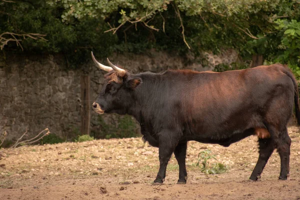 Touro Marrom Escuro Com Chifres Longos Uma Fazenda — Fotografia de Stock