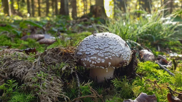 Primo Piano Fungo Agarico Selvatico Che Cresce Nella Foresta Abeti — Foto Stock