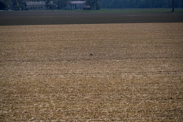 一个棕色田野的特写镜头 — 图库照片