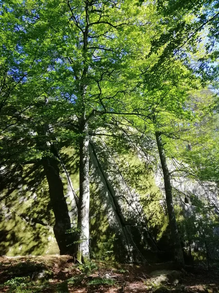 Tiro Vertical Árvores Floresta Noruega — Fotografia de Stock