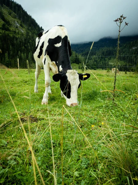 Plan Vertical Une Vache Noire Blanche Sur Champ Vert — Photo