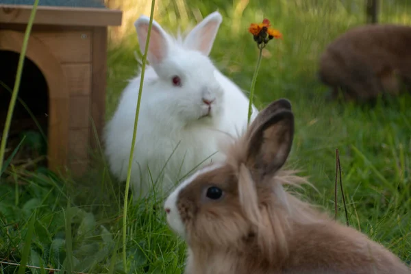 Ein Weißer Hase Und Ein Brauner Hase Sitzen Auf Dem — Stockfoto