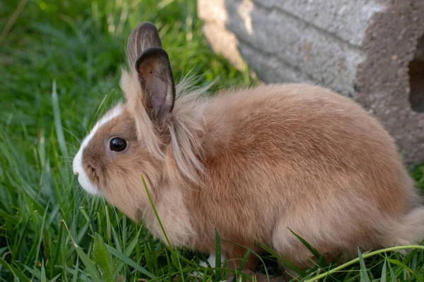 Ein Niedlicher Flauschiger Brauner Hase Sitzt Auf Gras — Stockfoto