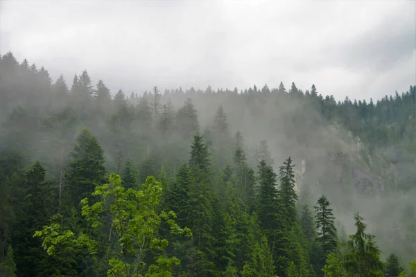 Zapierający Dech Piersiach Widok Bicaz Gorge Deszczu Otoczonym Mgłą — Zdjęcie stockowe