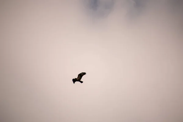 Krásný Nízký Úhel Záběr Ptáka Vznášející Bílém Pozadí Oblohy — Stock fotografie