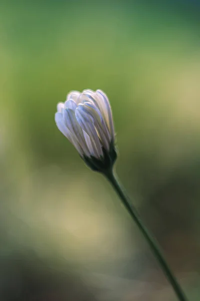 Eine Vertikale Aufnahme Einer Atemberaubenden Knospe Aus Kamillenblüten — Stockfoto