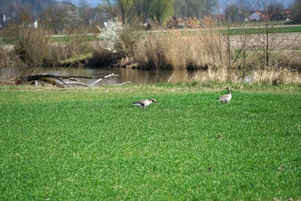 Dos Patos Caminando Sobre Hierba Cerca Del Estanque —  Fotos de Stock