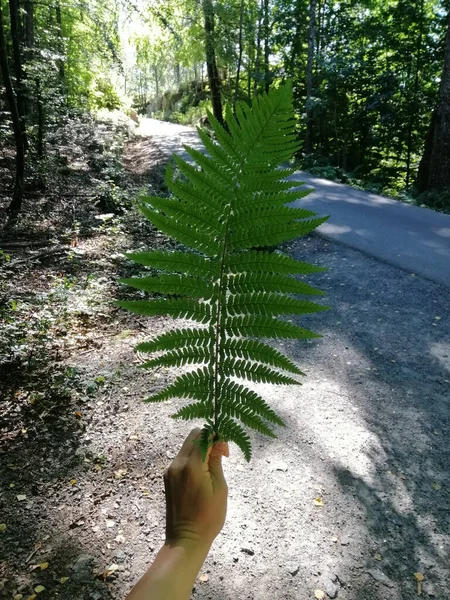 ノルウェーの森でシダ植物を持つ女性の手の垂直ショット — ストック写真