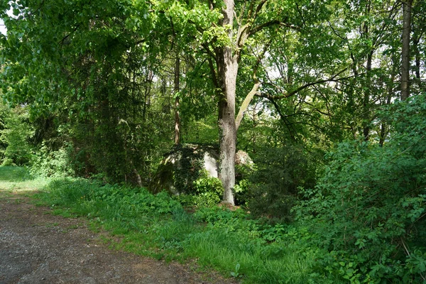 Bosque Verde Con Árboles Frescos Durante Día —  Fotos de Stock