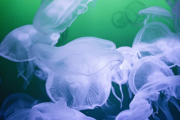Крупный План Морской Медузы — стоковое фото