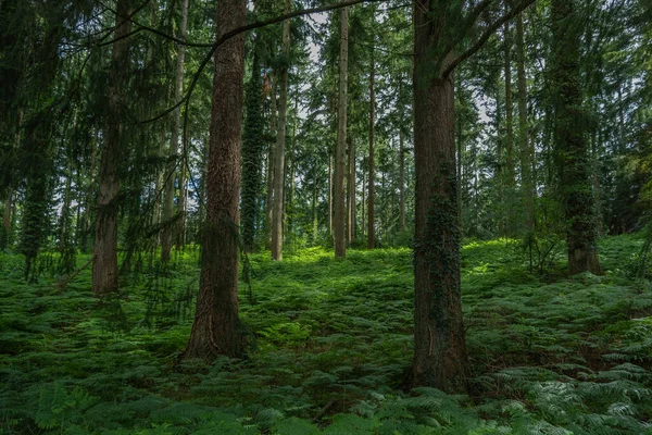 Une Belle Vue Sur Les Arbres Verts Dans Une Forêt — Photo