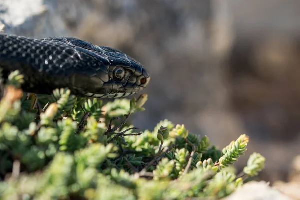 Primer Plano Macroplano Cara Adulto Black Western Whip Snake Hierophis —  Fotos de Stock