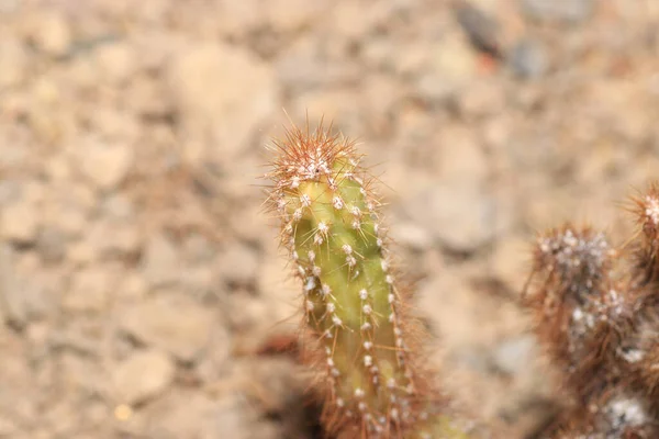 Primer Plano Del Cactus Con Espinas Afiladas — Foto de Stock