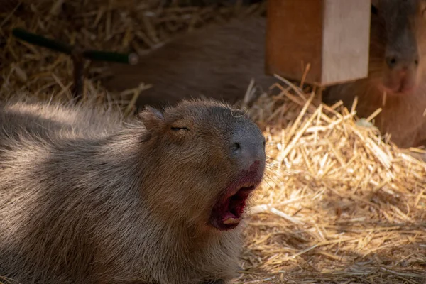 Gros Plan Petit Capybara Dans Zoo Osnabruck Allemagne — Photo