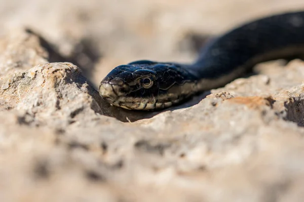 Detailní Makro Snímek Obličeje Dospělého Black Western Whip Snake Hierophis — Stock fotografie