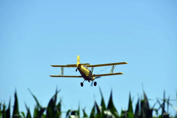 Tiro Baixo Ângulo Avião Milho Sob Céu Azul — Fotografia de Stock