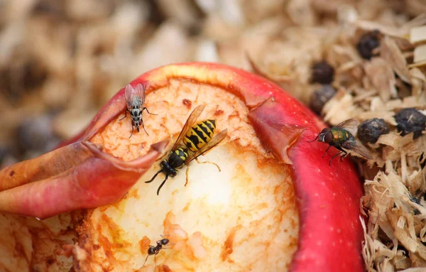 Närbild Olika Insekter Ett Ruttnande Äpple Marken — Stockfoto