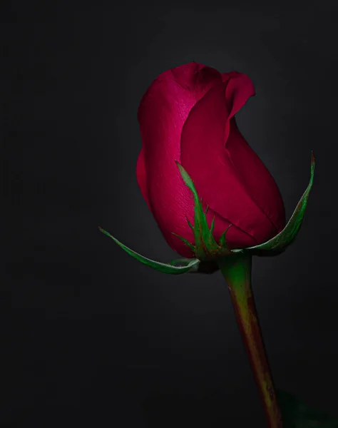 Eine Vertikale Aufnahme Einer Roten Rose Unter Den Lichtern Isoliert — Stockfoto