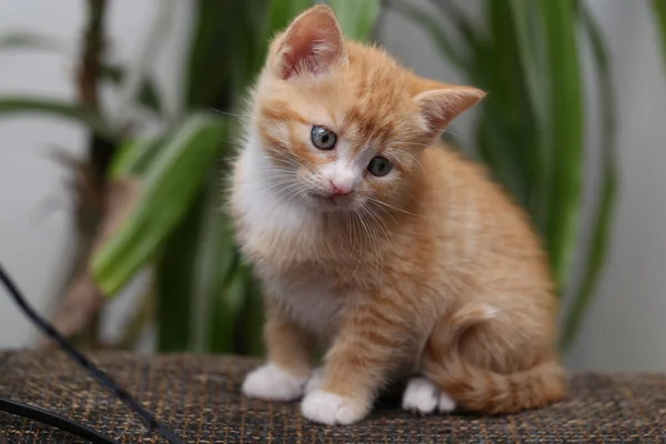 Närbild Söt Ingefära Kattunge Med Blå Ögon — Stockfoto