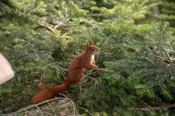 Nahaufnahme Eines Roten Waldhörnchens Auf Einem Baum — Stockfoto