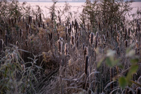 Une Belle Photo Plantes Brunes Avec Une Couche Gel — Photo